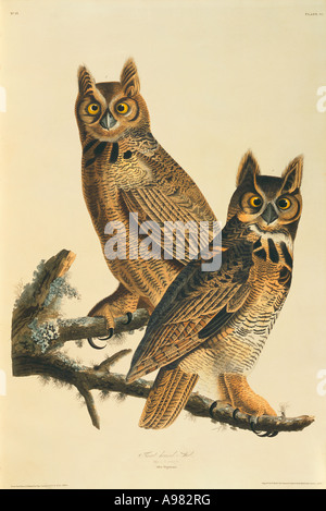 Bubo Virginianus große gehörnte Eule Stockfoto