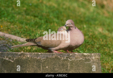 Collard Tauben auf Schritt eines Gartenweges Stockfoto