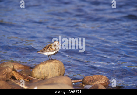 Alpenstrandläufer im Sommer Gefieder Stockfoto