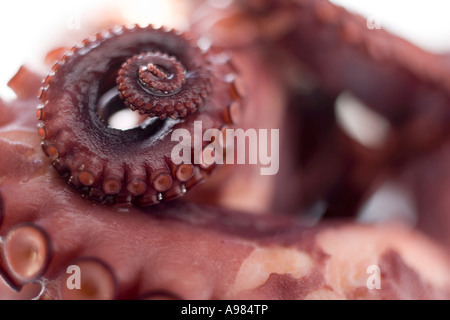 Geräucherte Oktopus FoodCollection Stockfoto