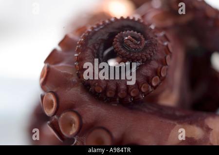 Geräucherte Oktopus FoodCollection Stockfoto