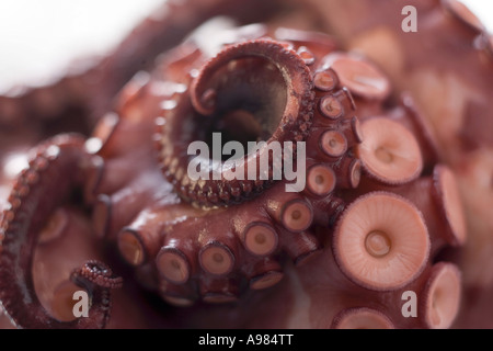 Geräucherte Oktopus FoodCollection Stockfoto