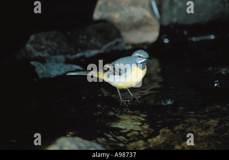 Männliche Gebirgsstelze (Motacilla Cinerea) in einem Bach. Stockfoto
