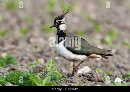 Kiebitz Vanellus Vanellus stehend auf neu gepflanzte Feld aussehende alert Ashwell hertfordshire Stockfoto