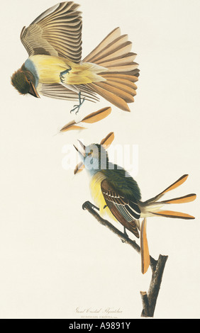 Myiarchus Crinitus great crested Fliegenfänger Stockfoto