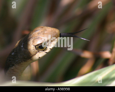 Boomslang Schlange, seine Zunge und großen Augen. Gespaltene Zunge Beduftung Beute Stockfoto