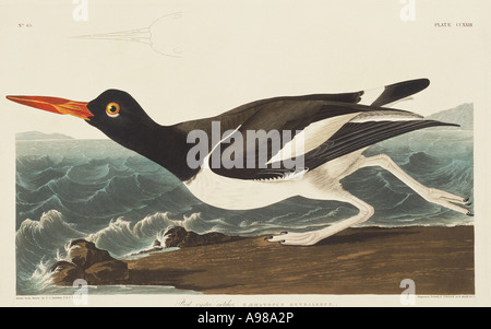 Haematopus Palliatus amerikanischer Austernfischer Stockfoto