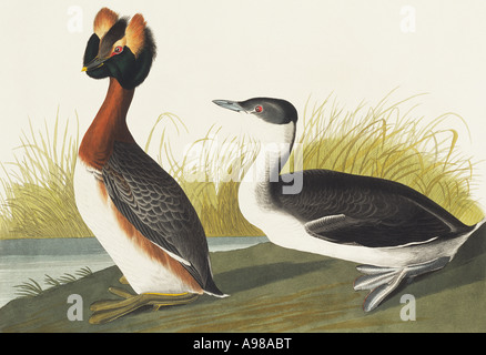 Podiceps Auritus slawonischen grebe Stockfoto