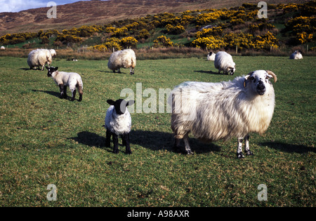 Schaf und Lamm, Mount Gabriel Glaun, in der Nähe von Schull, in West Cork, Irland Stockfoto