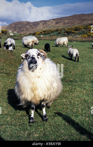 Schafe auf Mount Gabriel, in Glaun, in der Nähe von Schull, West Cork, Irland Stockfoto