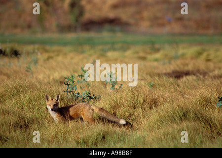 Kalifornien, East Bay Parks, Rotfuchs Vulpes Fulva in Shell Marsh, Martinez Stockfoto