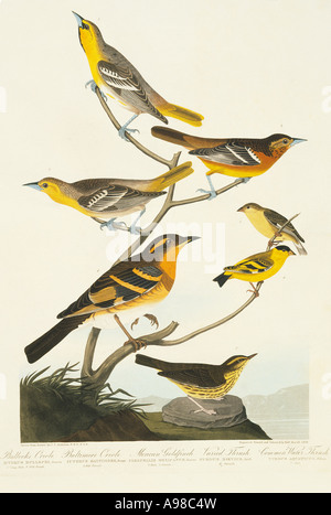 Zuchtjahr Psaltria Ikterus Galbula Bullockii Seiurus noveboracensis Stockfoto