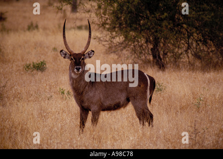 Südafrika, Tiere, Wasserbock Stockfoto