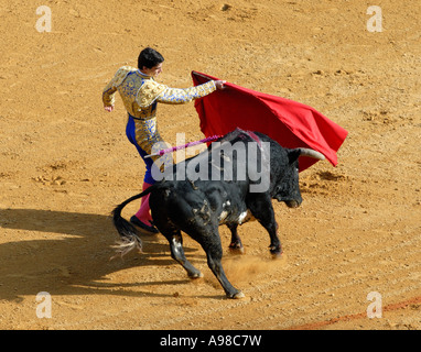 Stierkampf in Sevilla Stockfoto