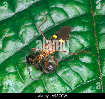 Reduviidae Assassin bug Stockfoto