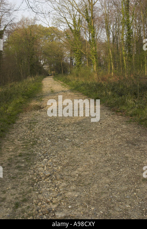 Ein Blick auf die "Römerstraße" Stane Straße durchquert Eartham Wood auf der South Downs in West Sussex, England, UK. Stockfoto