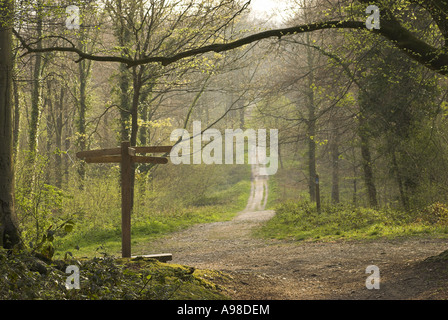 Ein Blick auf die "Römerstraße" Stane Straße durchquert Eartham Wood auf der South Downs in West Sussex, England, UK. Stockfoto