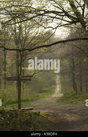 Ein Blick auf die "Römerstraße" Stane Straße durchquert Eartham Wood auf der South Downs in West Sussex, England, UK. Stockfoto