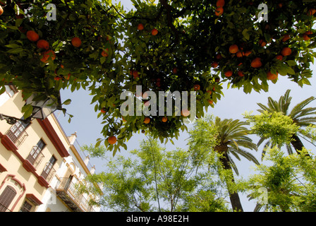 Orangenbäume in Sevilla Stockfoto