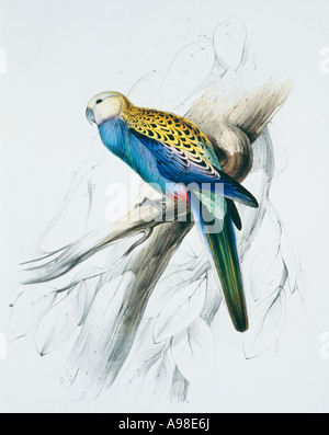 Platycercus Adscitus Palliceps blass Leitung rosella Stockfoto