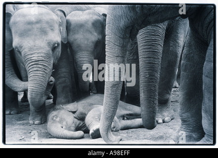 Elefanten in Sri Lanka Stockfoto