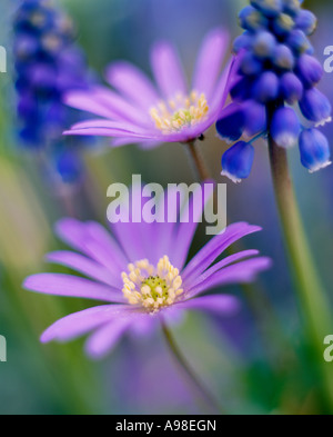 Frühling blühenden Blumenzwiebeln im Garten Hyazinthen Anemone Blanda und Muscari Neglectum auch bekannt als Trauben Hyazinthe Scotland UK Stockfoto