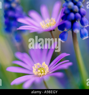 Frühling blühenden Blumenzwiebeln im Garten Hyazinthen Anemone Blanda und Muscari Neglectum auch bekannt als Trauben Hyazinthe Scotland UK Stockfoto