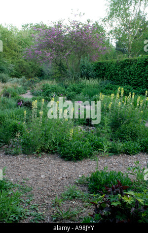 Holbrook den Steingarten Anfang Mai mit Thermposis Lupinoides und Cercis siliquastrum Stockfoto