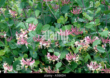 Lonicera x Americana Syn Italica ist in auffälligen Blüten im Mai verputzt. Stockfoto