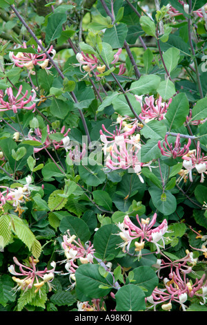 Lonicera x Americana Syn Italica ist in auffälligen Blüten im Mai verputzt. Stockfoto