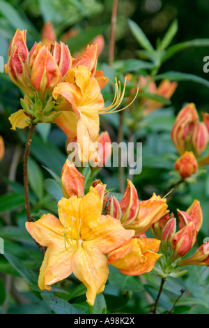 Rhododendron-Klondike Anfang Mai Stockfoto
