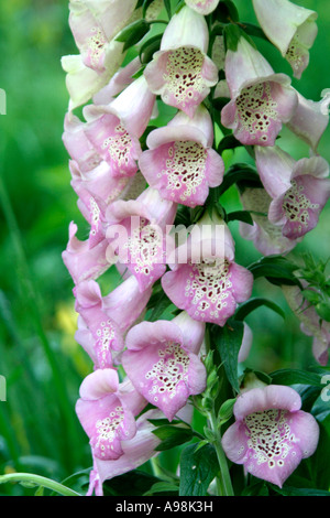 Digitalis Purpurea Excelsior Hybrid Anfang Mai Stockfoto