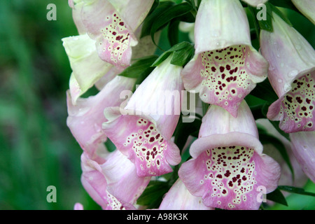 Digitalis Purpurea Excelsior Hybrid Anfang Mai Stockfoto