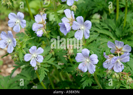 Geranium Pratense Frau Kendall Clark im Mai Stockfoto