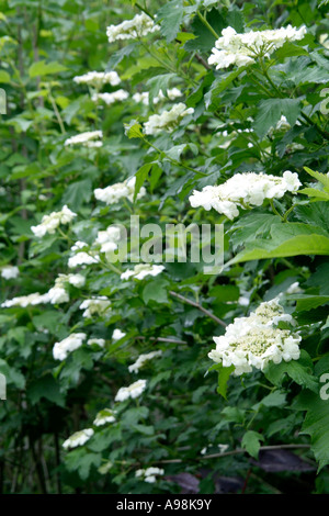 Viburnum Opulus Guelder Rose blüht im Mai Stockfoto