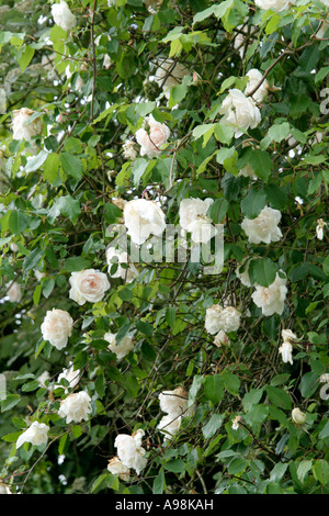 Rose Madame Alfred Carrière AGM ist ein Supreb Kletterer, welche alle Blumen mit Krankheit frei Laub Saison Stockfoto