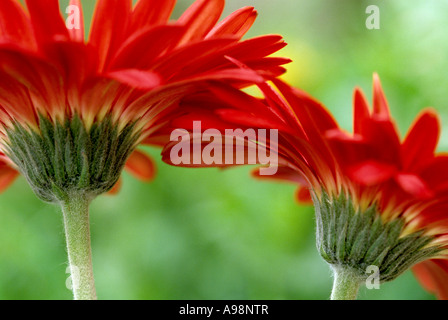 Herbers, Gerbera Jamesonii - Korbblütler, Compositae Blütenblätter Corolla hautnah Stockfoto