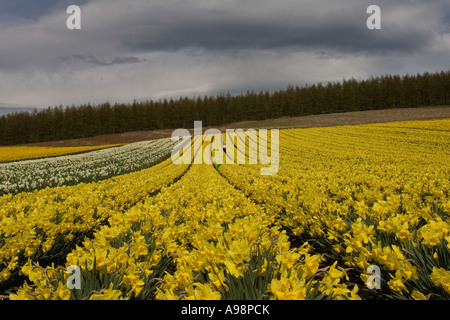 Reihen von einzelnen kommerziellen angebaut schottischen Narzissen angebaut auf Ackerland in Fettercairn Scotland UK Stockfoto