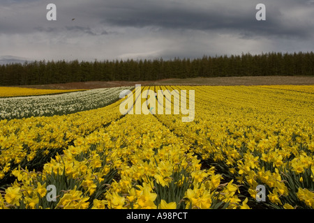 Reihen von einzelnen kommerziellen angebaut schottischen Narzissen angebaut auf Ackerland in Fettercairn Scotland UK Stockfoto