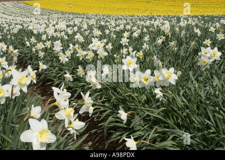 Reihen von einzelnen kommerziellen angebaut schottischen Narzissen angebaut auf Ackerland in Fettercairn Scotland UK Stockfoto