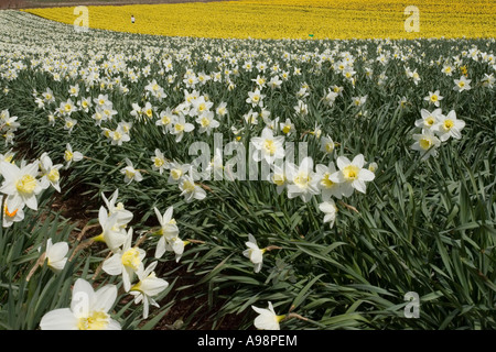 Reihen von einzelnen kommerziellen angebaut schottischen Narzissen angebaut auf Ackerland in Fettercairn Scotland UK Stockfoto