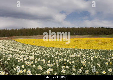 Reihen von einzelnen kommerziellen angebaut schottischen Narzissen angebaut auf Ackerland in Fettercairn Scotland UK Stockfoto