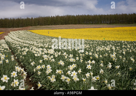 Reihen von einzelnen kommerziellen angebaut schottischen Narzissen angebaut auf Ackerland in Fettercairn Scotland UK Stockfoto