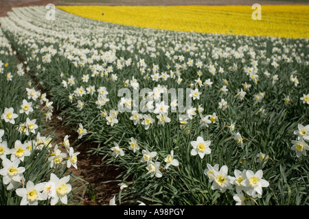 Reihen von einzelnen kommerziellen angebaut schottischen Narzissen angebaut auf Ackerland in Fettercairn Scotland UK Stockfoto