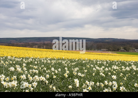 Reihen von einzelnen kommerziellen angebaut schottischen Narzissen angebaut auf Ackerland in Fettercairn Scotland UK Stockfoto