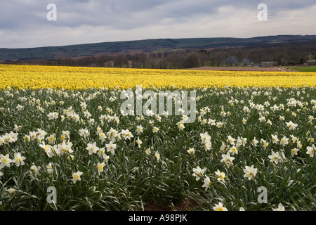 Reihen von einzelnen kommerziellen angebaut schottischen Narzissen angebaut auf Ackerland in Fettercairn Scotland UK Stockfoto