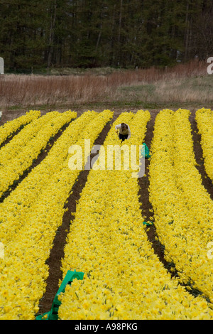 Reihen von einzelnen kommerziellen angebaut schottischen Narzissen angebaut auf Ackerland in Fettercairn Scotland UK Stockfoto