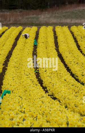 Reihen von einzelnen kommerziellen angebaut schottischen Narzissen angebaut auf Ackerland in Fettercairn Scotland UK Stockfoto