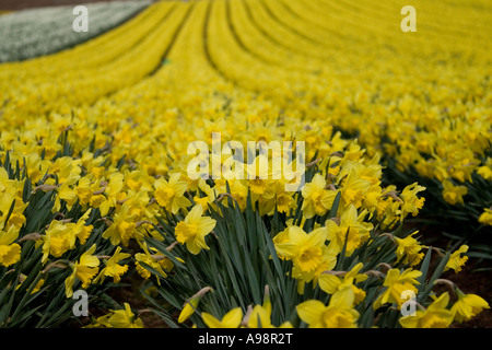 Reihen von einzelnen kommerziellen angebaut schottischen Narzissen angebaut auf Ackerland in Fettercairn Scotland UK Stockfoto