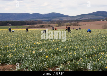 Reihen von einzelnen kommerziellen angebaut schottischen Narzissen angebaut auf Ackerland in Fettercairn Scotland UK Stockfoto